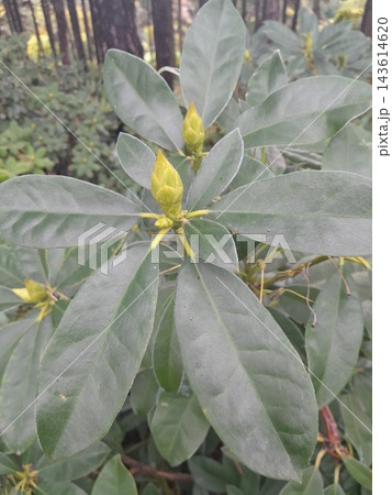 Close-Up of Rhododendron Buds and Glossy Evergreen Leaves in Garden Close-Up of Rhododendron Buds and Glossy Evergreen Leaves in Garden 143614620
