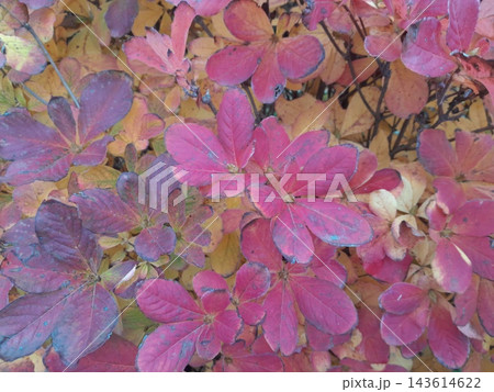 Majestic Autumn Plant with Red Foliage 143614622