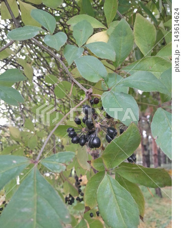 Tree Branch with Black Berries snd Green Foliage 143614624