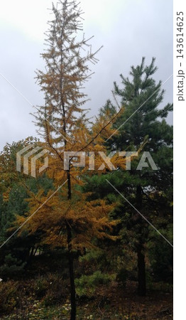 Majestic Autumn Tree with Golden Foliage Along a Park Path 143614625