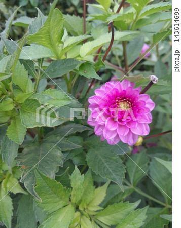 A close-up, top-down view of a vibrant colorful dahlia in full bloom A close-up, top-down view of a vibrant colorful dahlia in full bloom 143614699