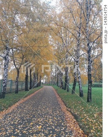 Majestic Autumn Trees with Golden Foliage Along a Park Path Majestic Autumn Trees with Golden Foliage Along a Park Path 143614754