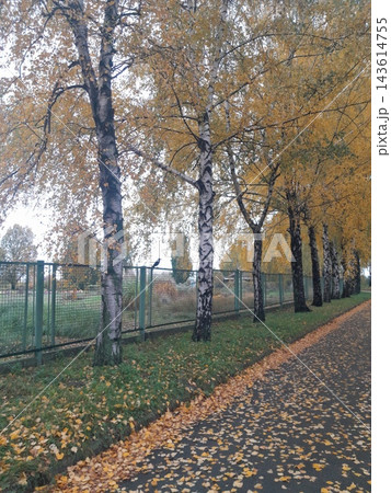 Majestic Autumn Trees with Golden Foliage Along a Park Path Majestic Autumn Trees with Golden Foliage Along a Park Path 143614755