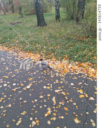 Majestic Autumn Trees with Golden Foliage Along a Park Path Majestic Autumn Trees with Golden Foliage Along a Park Path 143614759