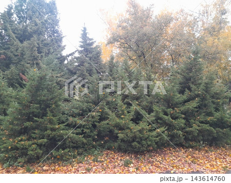 Majestic Autumn Trees with Golden Foliage Along a Park Path Majestic Autumn Trees with Golden Foliage Along a Park Path 143614760