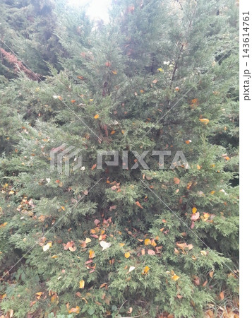 Majestic Autumn Trees with Golden Foliage Along a Park Path 143614761
