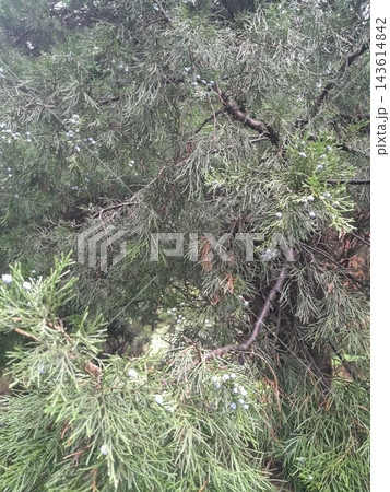 Lush Forest with Trees and Dense Greenery in Sunlight Lush Forest with Trees and Dense Greenery in Sunlight 143614842