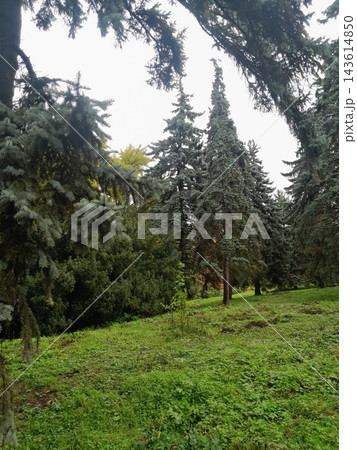 Lush Forest with Trees and Dense Greenery in Sunlight 143614850