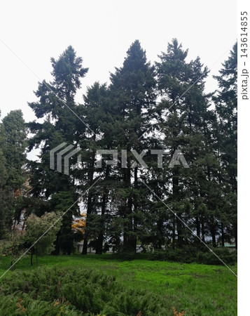 Lush Forest with Trees and Dense Greenery in Sunlight 143614855