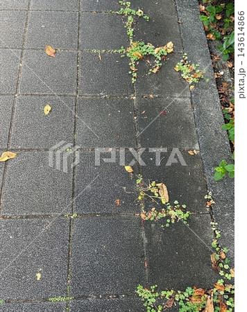 石畳に散る紅葉 143614866