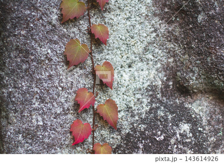 Red autumn ivy leaves climbing a textured stone wall 143614926