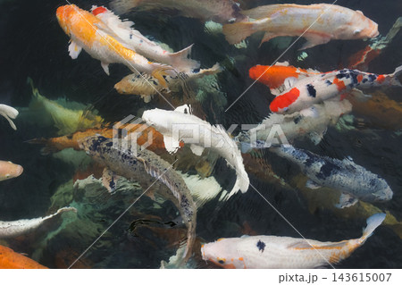 many beautiful colorful ornamental fish in the pond many beautiful colorful ornamental fish in the pond 143615007