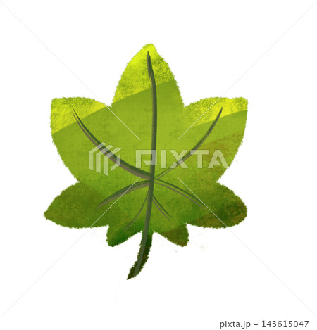 緑のカエデの葉のイラスト ザラザラした質感と色面で表現した秋の植物素材 143615047
