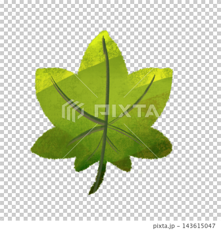 緑のカエデの葉のイラスト ザラザラした質感と色面で表現した秋の植物素材 143615047