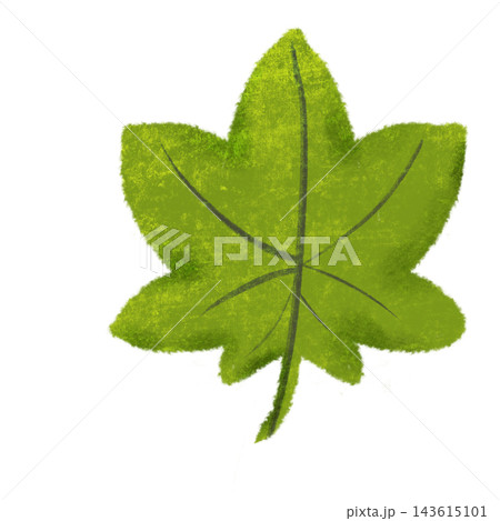 緑のカエデの葉のイラスト 明るい色面と葉脈で描いた植物素 緑のカエデの葉のイラスト 明るい色面と葉脈で描いた植物素 143615101