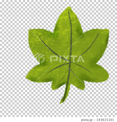 緑のカエデの葉のイラスト 明るい色面と葉脈で描いた植物素 緑のカエデの葉のイラスト 明るい色面と葉脈で描いた植物素 143615101
