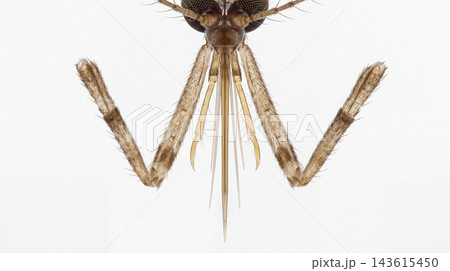 Detailed microscopic view of a mosquito head proboscis and facial structure with mouthparts specimen arthropod culicidae entomology research laboratory Detailed microscopic view of a mosquito head proboscis and facial structure with mouthparts specimen arthropod culicidae entomology research laboratory 143615450