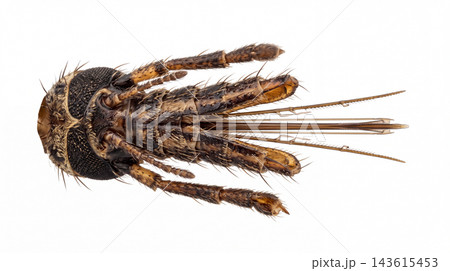 High magnification view of a mosquito head showing compound eyes and mouth anatomy with proboscis mouthparts arthropod culicidae entomology specimen microscopic structure 143615453