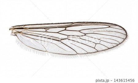 Transparent insect wing showing intricate vein structure with venation arthropod entomology delicate scientific research wildlife membrane mosquito microscope 143615456