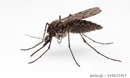 Adult mosquito resting on a white studio surface with arthropod entomology wildlife proboscis research specimen morphology close-up background isolated photography microscopic 143615457