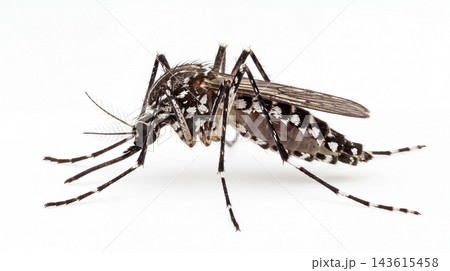 Aedes aegypti mosquito featuring black and white markings arthropod entomology wildlife proboscis research specimen morphology close-up background isolated photography parasite Aedes aegypti mosquito featuring black and white markings arthropod entomology wildlife proboscis research specimen morphology close-up background isolated photography parasite 143615458