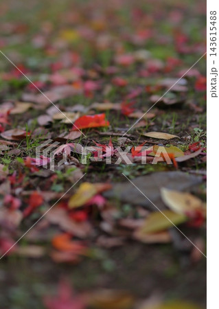 秋の自然風景 お寺の境内に散り積もる色鮮やかな紅葉・モミジの落ち葉 143615488