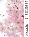 淡いピンクの思川桜 【白背景】 【空背景】 淡いピンクの思川桜 【白背景】 【空背景】 143615637