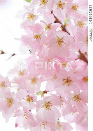 淡いピンクの思川桜 【白背景】 【空背景】 143615637