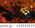 逆光に輝く黄葉したカエデの葉 逆光に輝く黄葉したカエデの葉 143615639