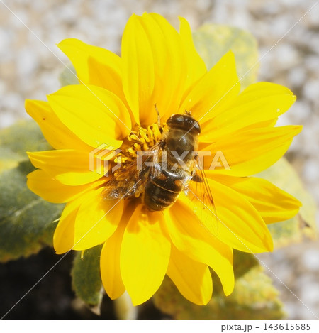 Top View Hoverfly on Yellow Bloom 143615685