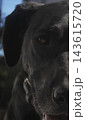 Black Pointer Pit Bull Mix Portrait 143615720