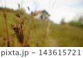 Italian Striped Shield Bug with Rural Houses in Loznica Serbia 143615721