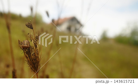 Italian Striped Shield Bug with Rural Houses in Loznica Serbia 143615721