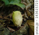 Empty Japanese Oak Silkmoth Cocoon in Forest 143615723