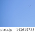 Common Buzzard Flying Across Clear Blue Sky 143615728