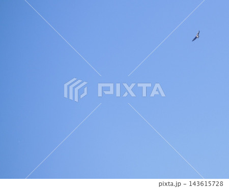 Common Buzzard Flying Across Clear Blue Sky 143615728