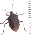 Shield Bug Transparent Insect Cutout Close View 143615732