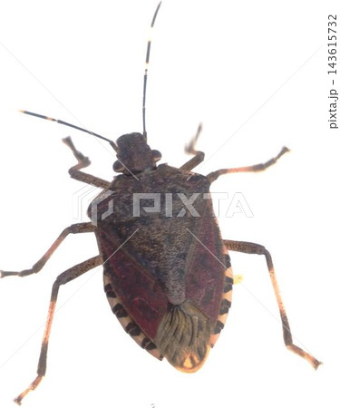 Shield Bug Transparent Insect Cutout Close View 143615732