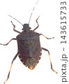 Shield Bug Transparent Insect Cutout Front View 143615733