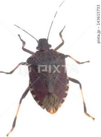 Shield Bug Transparent Insect Cutout Front View 143615733