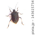 Stink Bug Resting on Bright White Wall 143615734
