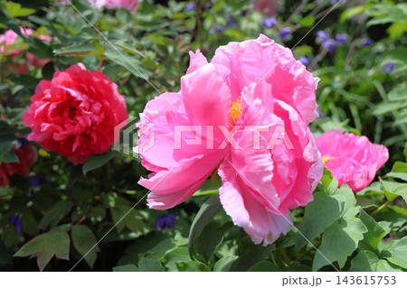 華やか　ボタンの花 143615753