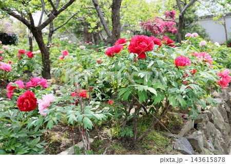 鮮やか ボタンの花 鮮やか ボタンの花 143615878