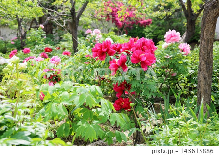 鮮やか　ボタンの花 143615886