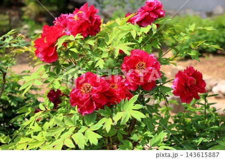 鮮やか ボタンの花 鮮やか ボタンの花 143615887