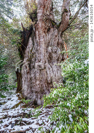 屋久島世界自然遺産の冬 縄文杉 圧倒的な存在感 屋久島世界自然遺産の冬 縄文杉 圧倒的な存在感 143616054