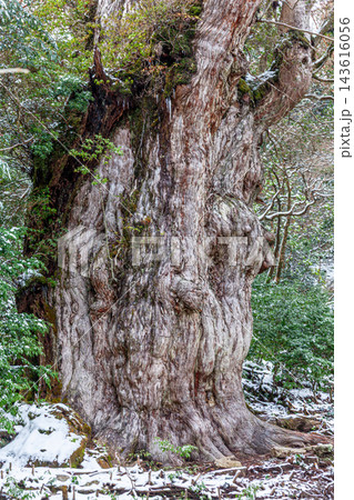 屋久島世界自然遺産の冬 縄文杉 圧倒的な存在感 屋久島世界自然遺産の冬 縄文杉 圧倒的な存在感 143616056