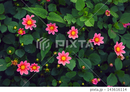 ピンクの花 ピンクの花 143616114
