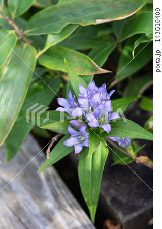 リンドウの花 リンドウの花 143616409