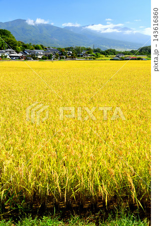 長野県東御市八重原より浅間山方面を望む(長野県東御市)【2026.9】 長野県東御市八重原より浅間山方面を望む(長野県東御市)【2026.9】 143616860
